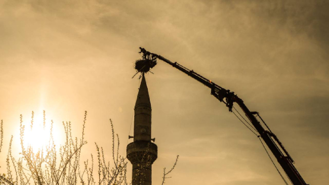 Ağır hasar alan minaredeki leylek yuvası cami kubbesine taşındı